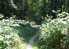 Brunette trail