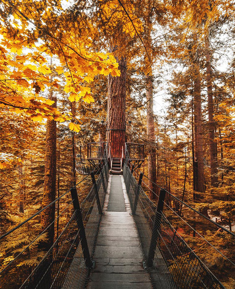 Capilano Suspension Bridge Park in autumn