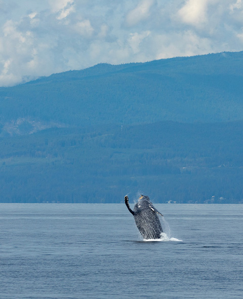 A female Humpback Whale breaching in the Salish Sea off Vancouver, BC, Canada